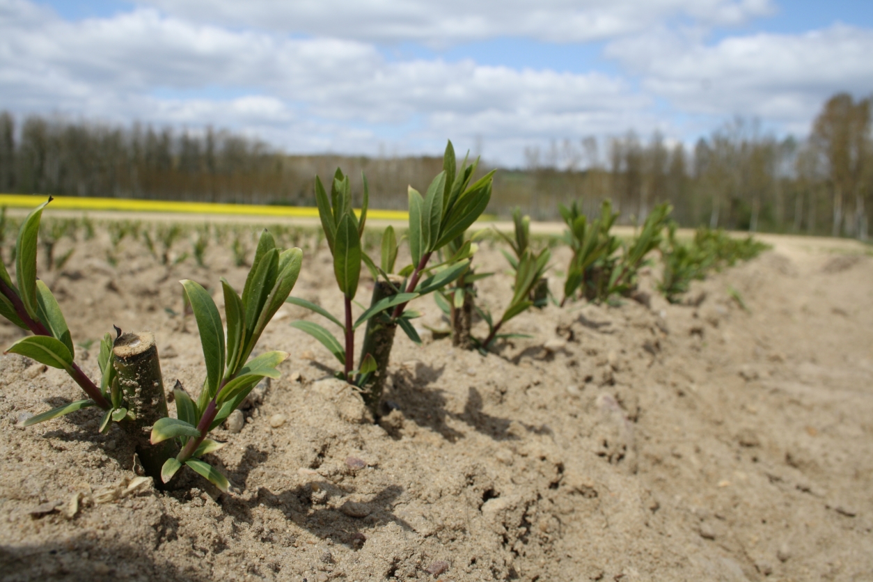 quand planter osier