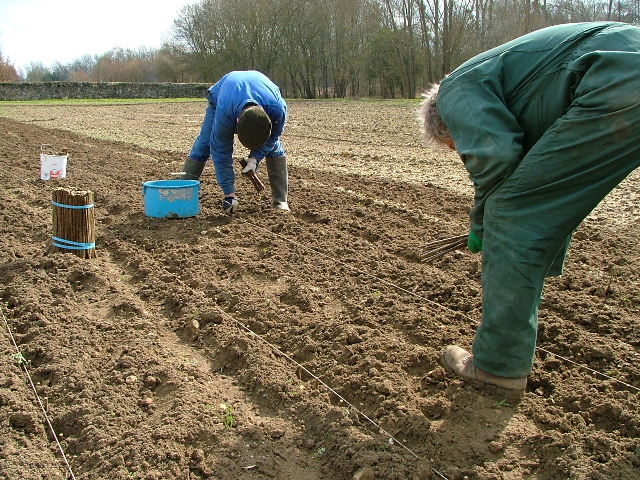planter une oseraie