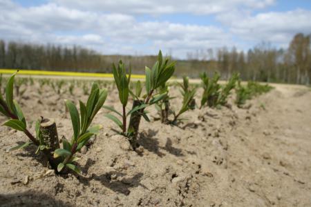 jeunes plants de Salix Daphnoides