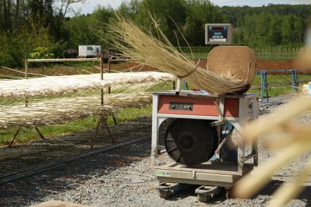 mise en botte de l'osier blanc sec