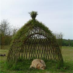 cabane en osier vivant
