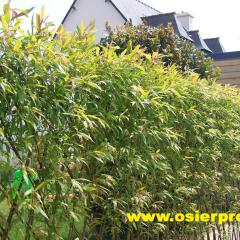 Haie en Salis Americana osier vivant