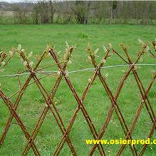 Haie en osier vivant Salix Americana