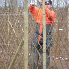 Patrick en plein tressage de l'osier vivant