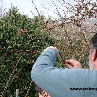 Nos amateurs en tressage d'osier vivant