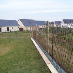 Haie en osier vivant Salix Triandra