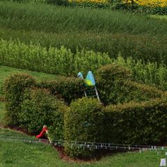château fort en osier vivant