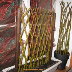 Hien osier vivant en pot