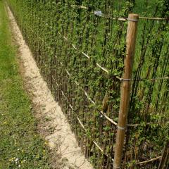 la haie paillasson en osier vivant Salix Triandra