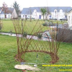 cabane en osier vivant en cours de réalisation