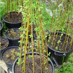 osier viavnt en pot Salix Viminalis