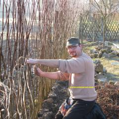 Patrick en plein tressage d'une haie en Salix Americana