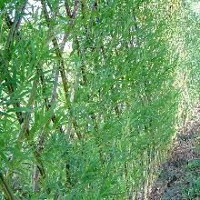 haie en osier vivant