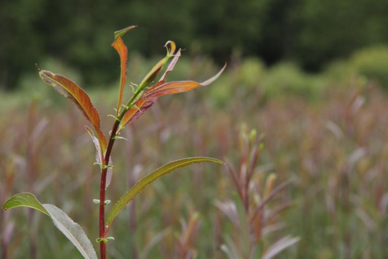 le salix Americana