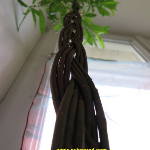 tresse en osier vivant