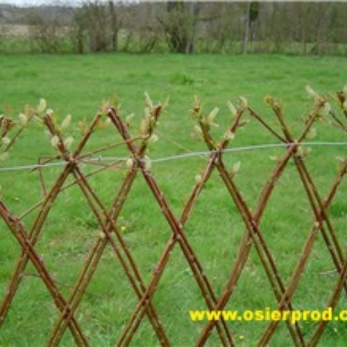 Haie en osier vivant Salix Americana