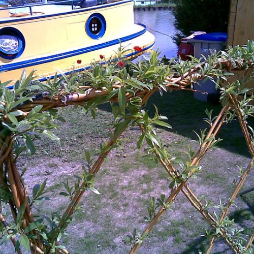 Haie en Salix Alba