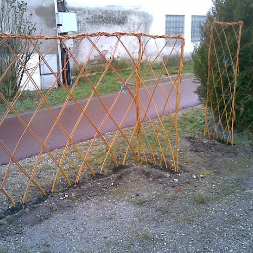 Haie en Salix Alba