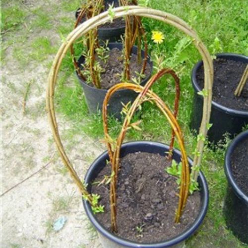 osier vivant en pot