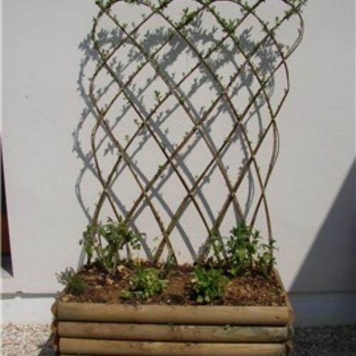 osier vivant en pot