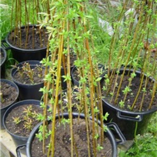 osier viavnt en pot Salix Viminalis
