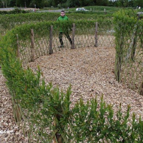 labirynthe en osier vivant Salix Purpurea