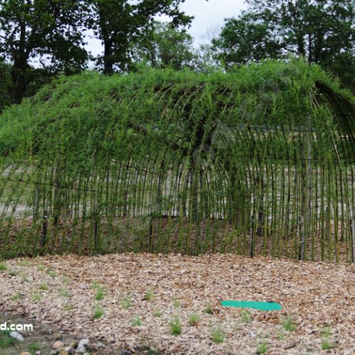 Cabane en Salix Viminalis